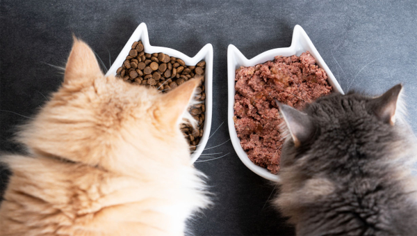 Fearless kasket Valnød Blog om hvorfor din kat måske pludselig ikke vil spise