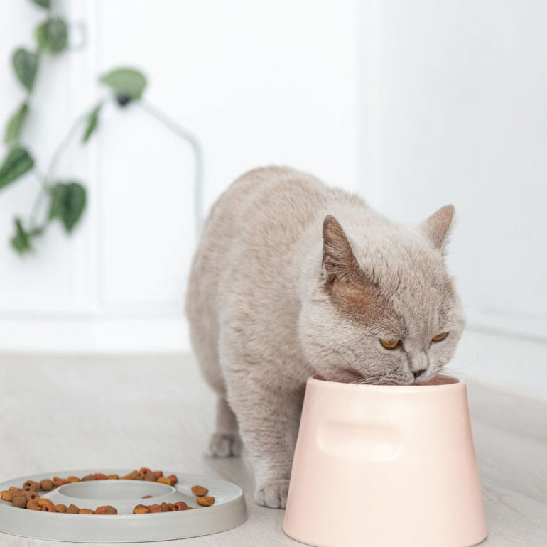 voldgrav forbedre Skeptisk Hoopo Ring Slow Feeder madskål til katte | Knurhårsvenlig | Køb den her