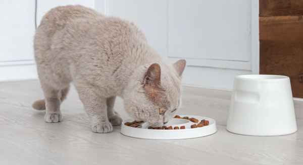 span kig ind Hold op Vælg den rette madskål til din kat | Læs bloggen her