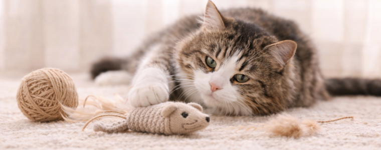 Kattelegetøj